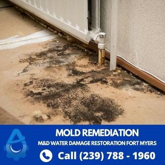 Mold Remediation Services